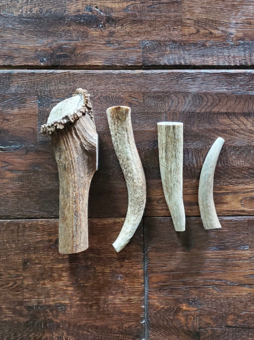 Elk antlers for sale for dogs top
